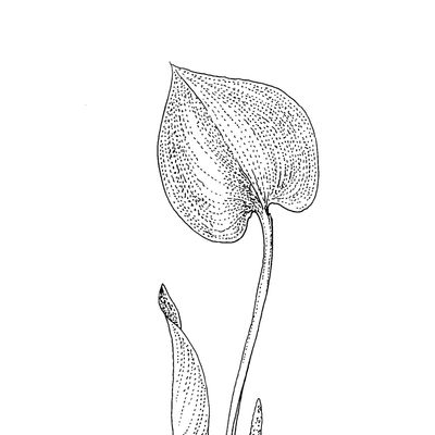 Calla palustris L., 7 January 2021, © 2022, Stefan Eggenberg – Flora Helvetica – Haupt Verlag