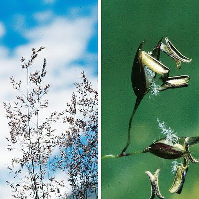 Agrostis schraderiana Bech., © 2022, Konrad Lauber – Flora Helvetica – Haupt Verlag