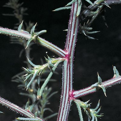 Salsola tragus L. subsp. tragus, © 2022, Konrad Lauber – Flora Helvetica – Haupt Verlag
