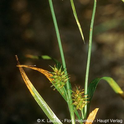 Carex demissa Hornem., © 2022, Konrad Lauber – Flora Helvetica – Haupt Verlag
