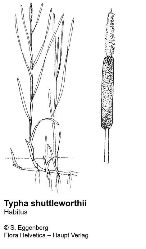 Dr. L. Rabenhorst's Kryptogamen-Flora von Deutschland, Oesterreich und der  Schweiz . Equisetum arvense L. Spaltöffnungen des Stengels: A von oben, B  von unten gesehen, C im Querschnitte; Vergr. ^