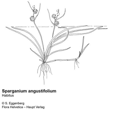 Sparganium angustifolium Michx., 25 January 2022, © 2022, Stefan Eggenberg – Flora Vegetativa © Haupt Verlag