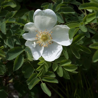 Rosa spinosissima L., 22 May 2016, © Copyright Françoise Alsaker – Rosaceae