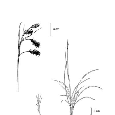 Carex frigida All., 7 January 2021, © 2022, Stefan Eggenberg – Flora Vegetativa - Haupt Verlag