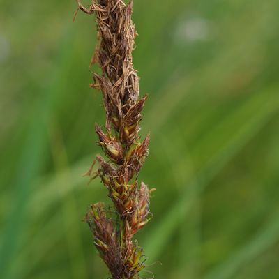 Carex disticha Huds., © Copyright 2023 Michael Jutzi
 – Weissenau, Unterseen BE