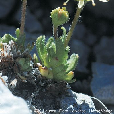 Saxifraga aphylla Sternb., © 2022, Konrad Lauber – Flora Helvetica – Haupt Verlag