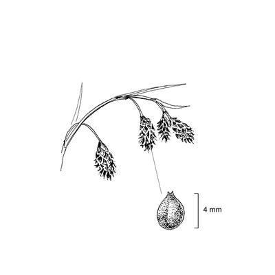 Carex atrata subsp. aterrima (Hoppe) Hartm., 7 January 2021, © 2022, Stefan Eggenberg – Flora Vegetativa - Haupt Verlag