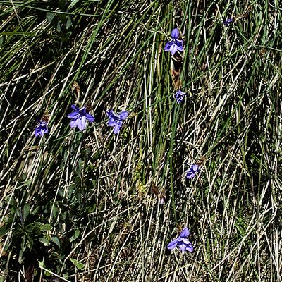 Aphyllanthes monspeliensis L., 7 May 2004, © 2004, Adrian Möhl – Mont Serrat