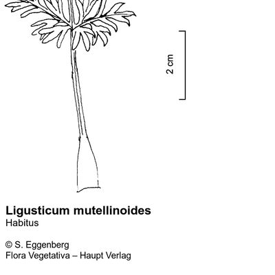 Ligusticum mutellinoides Vill., © 2022, Stefan Eggenberg – Flora Vegetativa © Haupt Verlag
