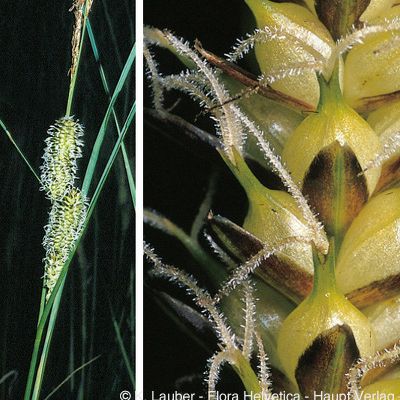 Carex rostrata Stokes, © 2022, Konrad Lauber – Flora Helvetica – Haupt Verlag