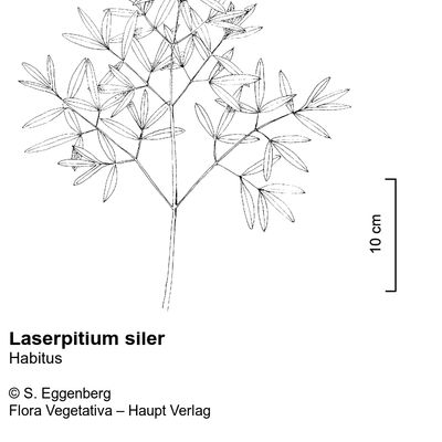 Laserpitium siler L., © 2022, Stefan Eggenberg – Flora Vegetativa © Haupt Verlag