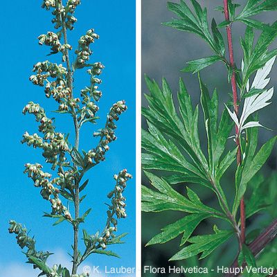 Artemisia vulgaris L., © 2022, Konrad Lauber – Flora Helvetica – Haupt Verlag