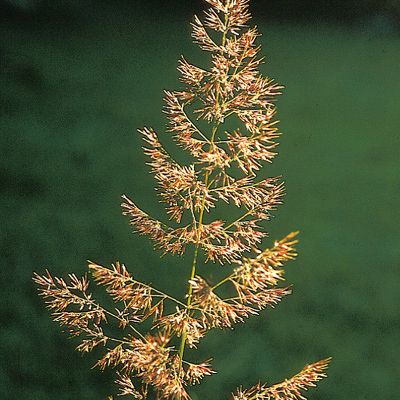 Calamagrostis epigejos (L.) Roth, © 2022, Konrad Lauber – Flora Helvetica – Haupt Verlag