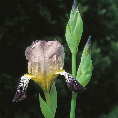 Iris ×germanica L., © 2022, Konrad Lauber – Flora Helvetica – Haupt Verlag