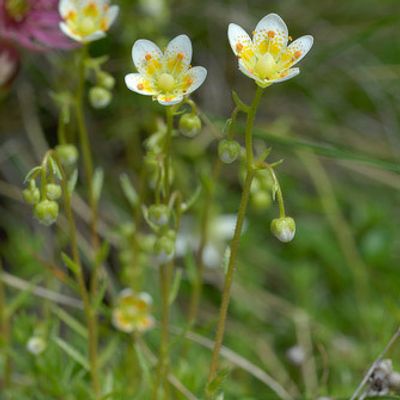 Saxifraga aspera L., © 2007, Beat Bäumler – Simplon (VS)