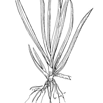 Tofieldia pusilla (Michx.) Pers., 27 January 2022, © 2022, Stefan Eggenberg – Flora Helvetica – Haupt Verlag