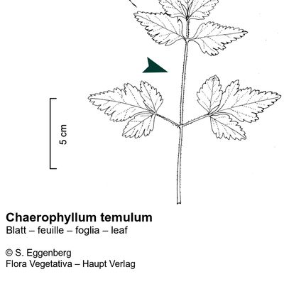 Chaerophyllum temulum L., © 2022, Stefan Eggenberg – Flora Vegetativa © Haupt Verlag
