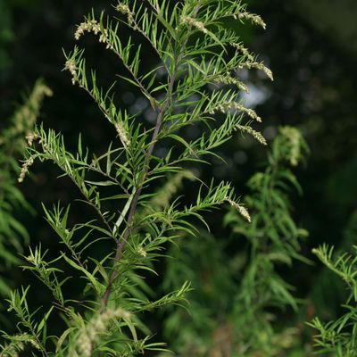 Artemisia verlotiorum Lamotte, © Copyright Christophe Bornand