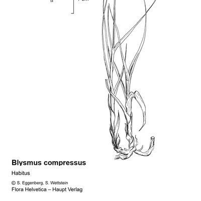 Blysmus compressus (L.) Link, 7 January 2021, © 2022, Stefan Eggenberg – Flora Vegetativa - Haupt Verlag