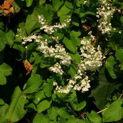 Fallopia aubertii (L. Henry) Holub, © Copyright Christophe Bornand