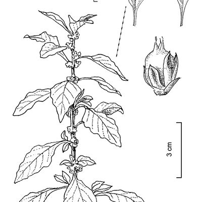 Amaranthus graecizans L., © 2022, Stefan Eggenberg – Flora Vegetativa © Haupt Verlag