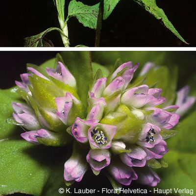 Polygonum nepalense Meisn., © 2022, Konrad Lauber – Flora Helvetica – Haupt Verlag