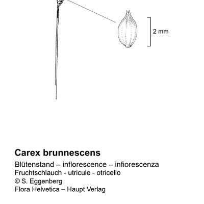 Carex brunnescens (Pers.) Poir., 7 January 2021, © 2022, Stefan Eggenberg – Flora Vegetativa - Haupt Verlag