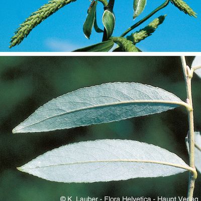 Salix alba L., © 2022, Konrad Lauber – Flora Helvetica – Haupt Verlag