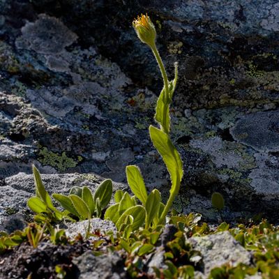 Doronicum clusii (All.) Tausch, © 2022, Hugh Knott – Zermatt