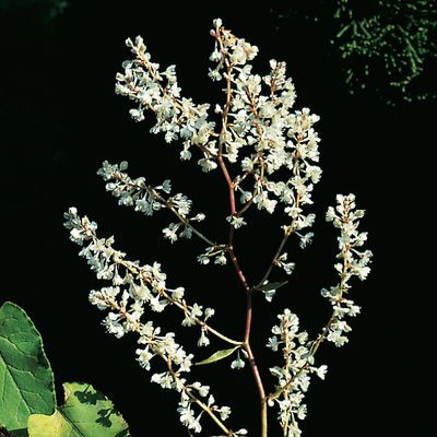 Fallopia aubertii (L. Henry) Holub, © 2022, Konrad Lauber – Flora Helvetica – Haupt Verlag