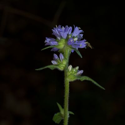 Campanula cervicaria L., 30 June 2017 – Campanulaceae