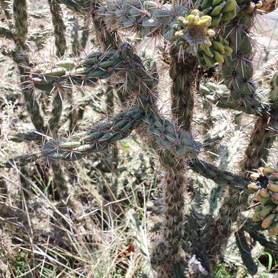 Cylindropuntia imbricata (Haw.) F. M. Knuth, 22 March 2021, © Copyright 2021 Monique Vilpert