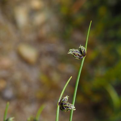 Isolepis setacea (L.) R. Br., © Copyright 2023 Michael Jutzi
 – Napf, Trub BE