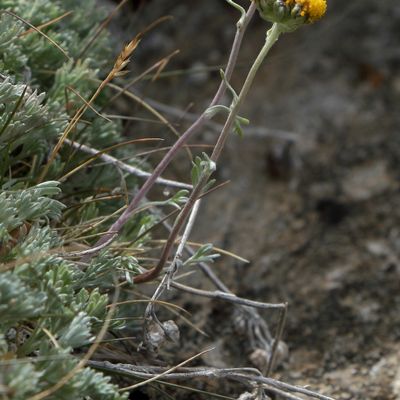 Artemisia glacialis L., © 2022, Hugh Knott – Zermatt