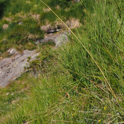 Festuca paniculata (L.) Schinz & Thell., © Copyright 2018 Michael Jutzi
 – Gordevio TI, Alpe Nimi