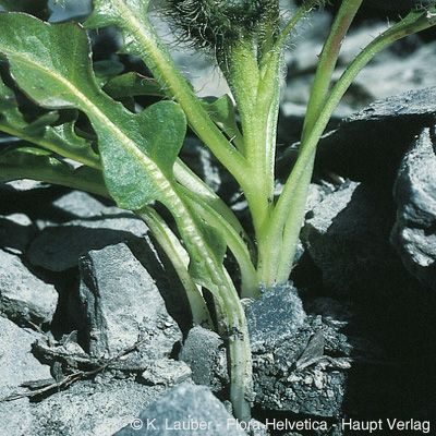 Crepis terglouensis (Hacq.) A. Kern., © 2022, Konrad Lauber – Flora Helvetica – Haupt Verlag