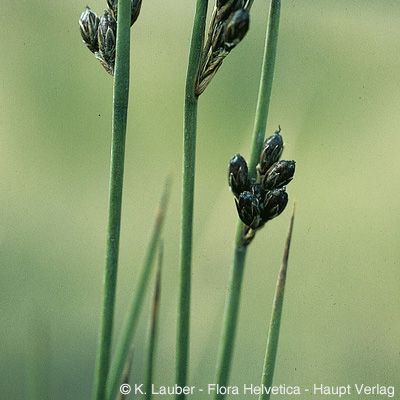 Juncus arcticus Willd., © 2022, Konrad Lauber – Flora Helvetica – Haupt Verlag