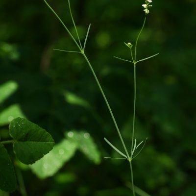 Asperula tinctoria L., © Copyright Christophe Bornand
