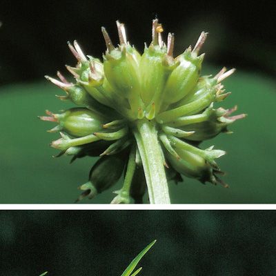 Oenanthe peucedanifolia Pollich, © 2022, Konrad Lauber – Flora Helvetica – Haupt Verlag