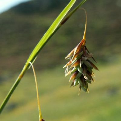 Carex paupercula Michx., © 2006, Michael Jutzi