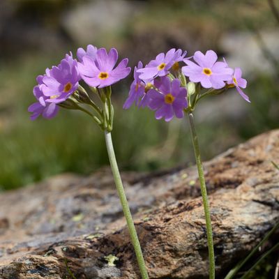 Primula farinosa L., © 2022, Hugh Knott – Zermatt