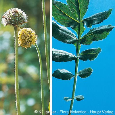 Cephalaria alpina (L.) Roem. & Schult., © 2022, Konrad Lauber – Flora Helvetica – Haupt Verlag
