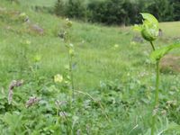 8/10 - © Copyright 2018 Patrice Prunier – IV.5.3.2.2 - Cirsio oleracei-Polygonetum bistortae, Saxeteen CH-BE