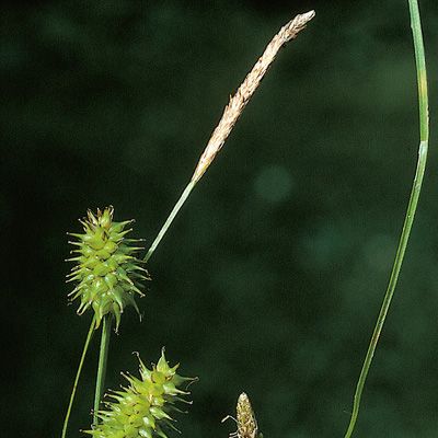 Carex lepidocarpa Tausch, © 2022, Konrad Lauber – Flora Helvetica – Haupt Verlag