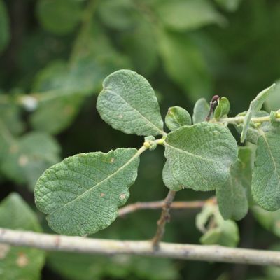 Salix aurita L., © Copyright Christophe Bornand