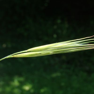 Bromus sitchensis Trin., © Copyright Christophe Bornand