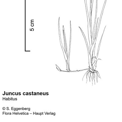 Juncus castaneus Sm., © 2022, Stefan Eggenberg – Flora Vegetativa - Haupt Verlag
