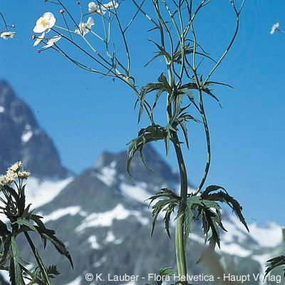 Ranunculus platanifolius L., © 2022, Konrad Lauber – Flora Helvetica – Haupt Verlag