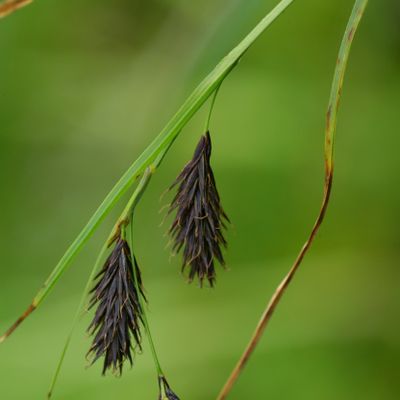 Carex frigida All., © Copyright Christophe Bornand