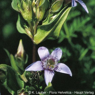 Gentiana anisodonta Borbás, © 2022, Konrad Lauber – Flora Helvetica – Haupt Verlag